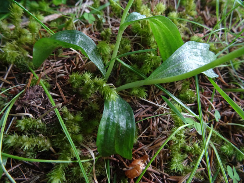 Coeloglossum viride..........Aldino (BZ)